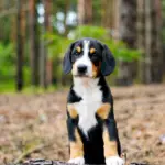 Gray-male-Entlebucher-Sennehunde-puppy-for-sale-2