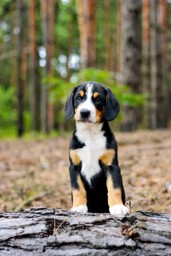 Gray Entlebucher Sennehunde Gray Entlebucher Sennehunde