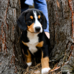 Gray-male-Entlebucher-Sennehunde-puppy-for-sale-3