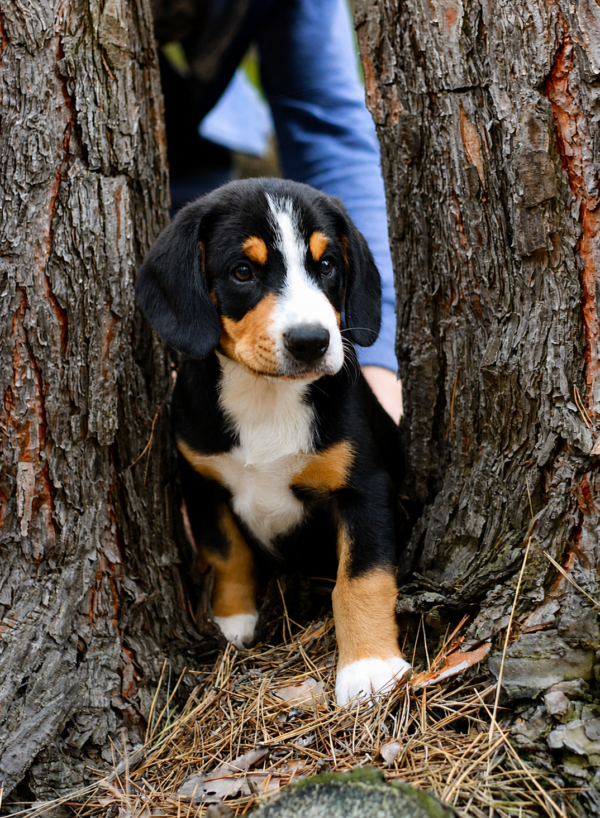 Gray Entlebucher Sennehunde Gray Entlebucher Sennehunde