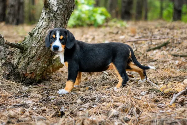 Gray Entlebucher Sennehunde Gray Entlebucher Sennehunde