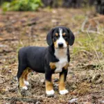 Gray-male-Entlebucher-Sennehunde-puppy-for-sale-5