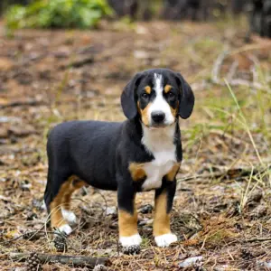 Gray Entlebucher Sennehunde Gray Entlebucher Sennehunde