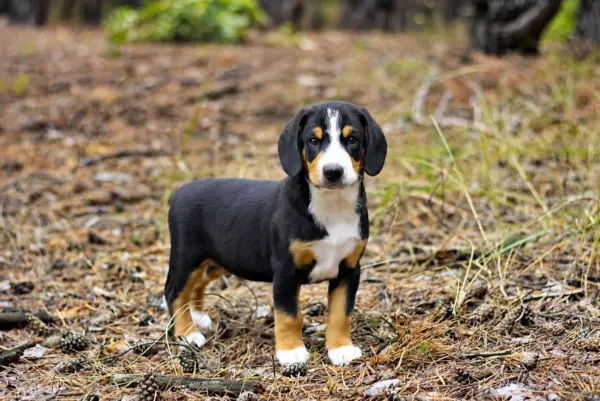 Gray Entlebucher Sennehunde Gray Entlebucher Sennehunde