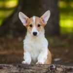 Gressi-female-welsh-corgi-puppy-for-sale-1 (1)