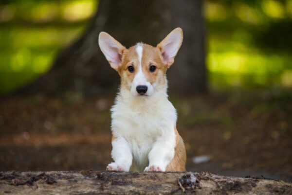 Gressi Welsh Corgi Gressi Welsh Corgi