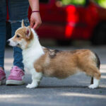 Gressi-female-welsh-corgi-puppy-for-sale-1 (2)