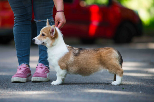 Gressi Welsh Corgi Gressi Welsh Corgi