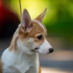 Gressi-female-welsh-corgi-puppy-for-sale-1 (3)