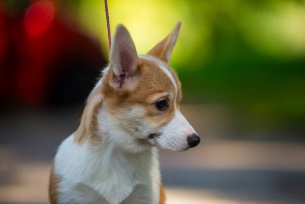 Gressi Welsh Corgi Gressi Welsh Corgi