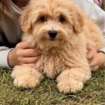 Griff-male-Maltipoo-puppy-for-sale-1