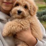 Griff-male-Maltipoo-puppy-for-sale-2