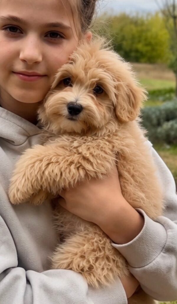 Griff Maltipoo Griff Maltipoo