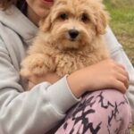 Griff-male-Maltipoo-puppy-for-sale-3