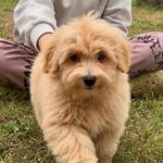 Griff-male-Maltipoo-puppy-for-sale-4