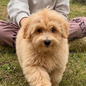 Griff Maltipoo Griff Maltipoo