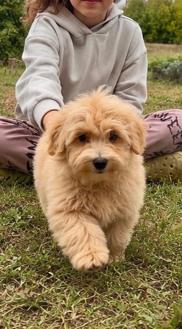 Griff Maltipoo Griff Maltipoo