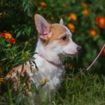 Grinda-female-welsh-corgi-puppy-for-sale-1 (1)