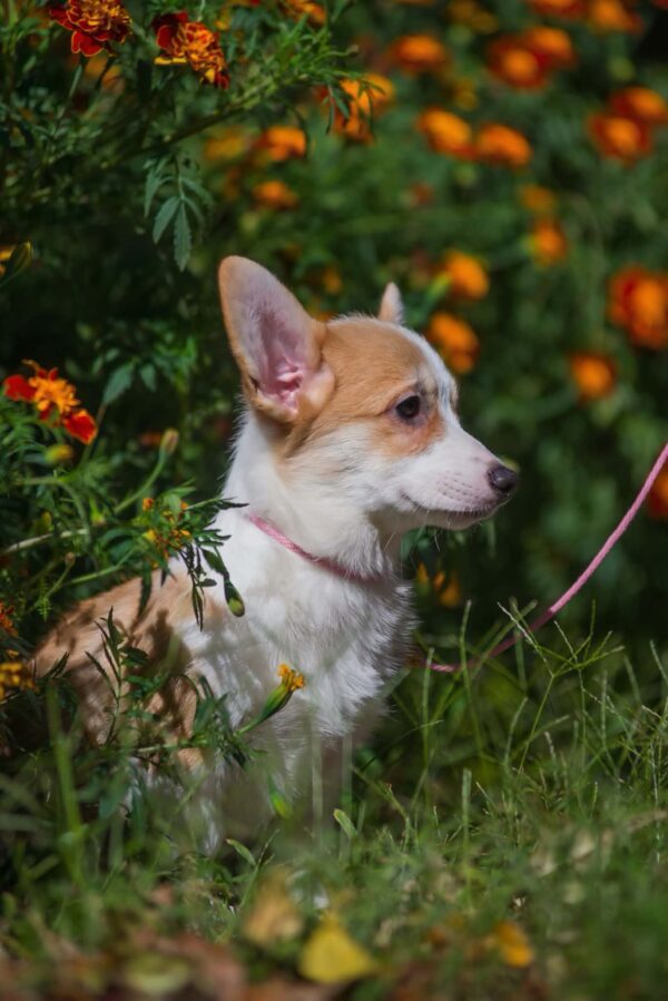 Grinda Welsh Corgi Grinda Welsh Corgi