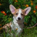 Grinda-female-welsh-corgi-puppy-for-sale-1 (2)