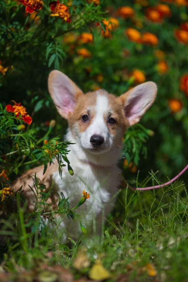Grinda Welsh Corgi Grinda Welsh Corgi
