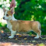 Grinda-female-welsh-corgi-puppy-for-sale-1 (3)