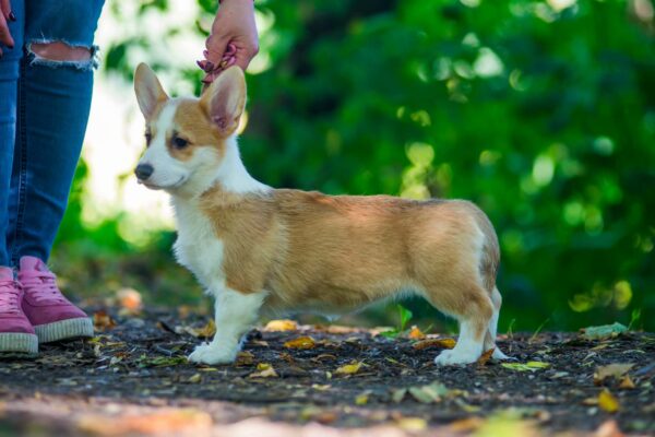 Grinda Welsh Corgi Grinda Welsh Corgi