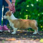 Grinda-female-welsh-corgi-puppy-for-sale-1 (4)