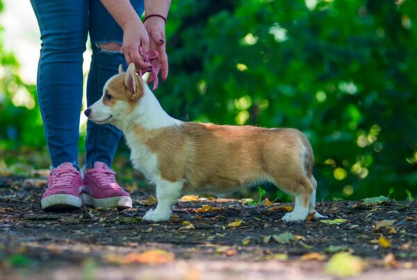 Grinda Welsh Corgi Grinda Welsh Corgi