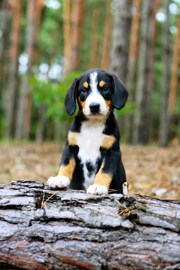 Grot Entlebucher Sennehunde Grot Entlebucher Sennehunde