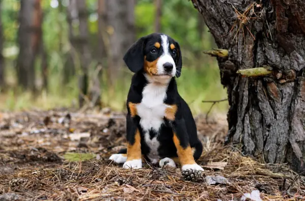 Grot Entlebucher Sennehunde Grot Entlebucher Sennehunde