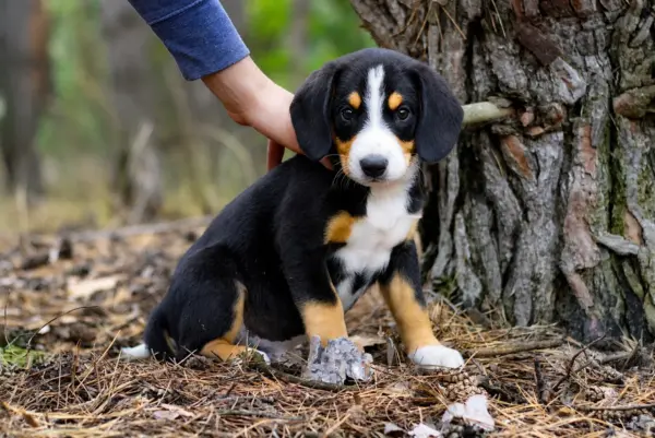 Grot Entlebucher Sennehunde Grot Entlebucher Sennehunde
