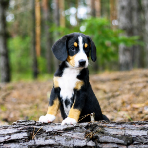 Grot Entlebucher Sennehunde Grot Entlebucher Sennehunde