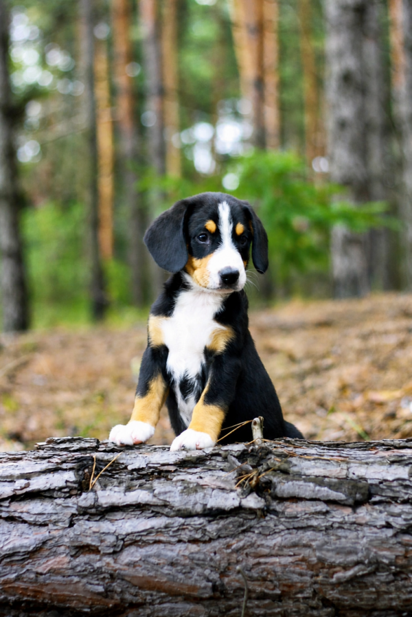 Grot Entlebucher Sennehunde Grot Entlebucher Sennehunde