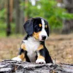 Guinness-male-Entlebucher-Sennehunde-puppy-for-sale-1