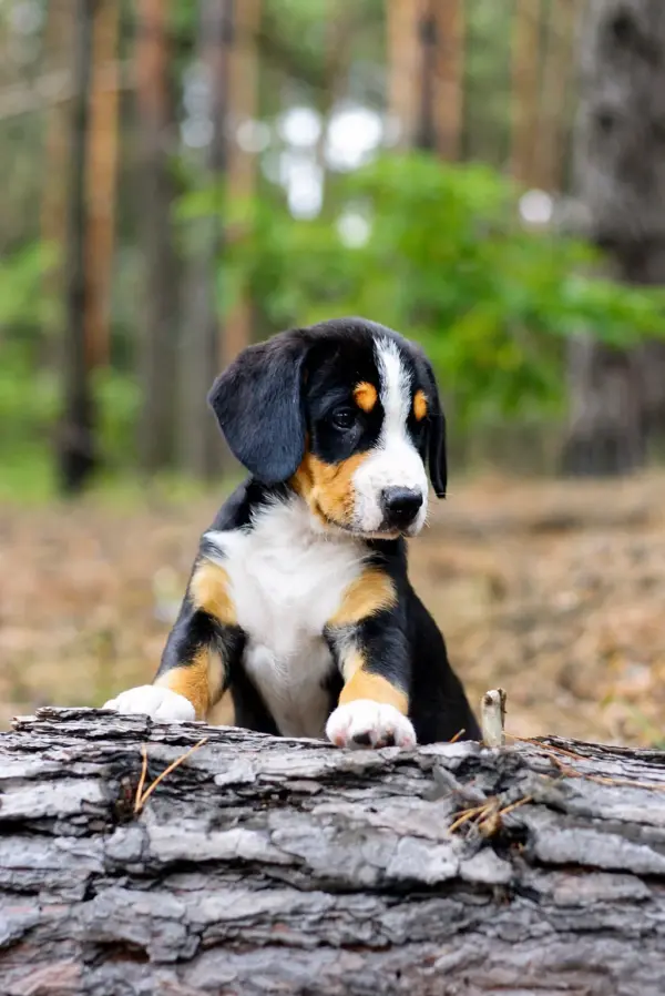 Guinness Entlebucher Sennehunde Guinness Entlebucher Sennehunde