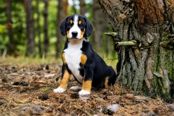 Guinness Entlebucher Sennehunde Guinness Entlebucher Sennehunde