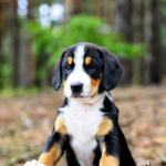 Guinness-male-Entlebucher-Sennehunde-puppy-for-sale-3
