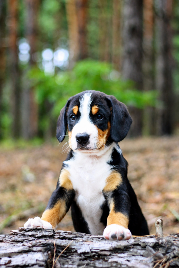 Guinness Entlebucher Sennehunde Guinness Entlebucher Sennehunde