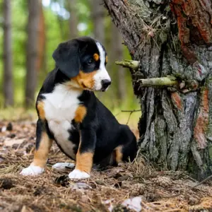 Guinness Entlebucher Sennehunde Guinness Entlebucher Sennehunde