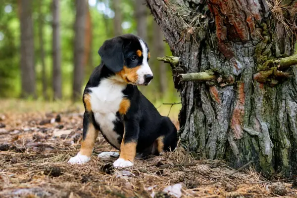 Guinness Entlebucher Sennehunde Guinness Entlebucher Sennehunde