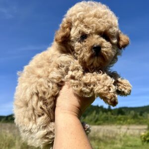 Harold Maltipoo Harold Maltipoo