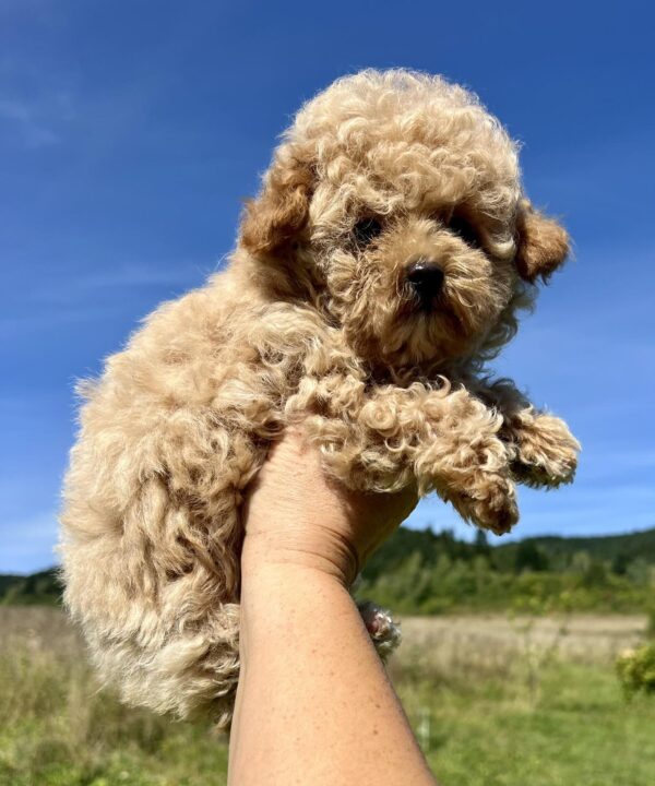 Harold Maltipoo Harold Maltipoo