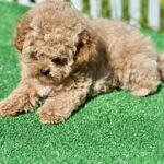 Harold-male-maltipoo-puppy-for-sale-1 (2)