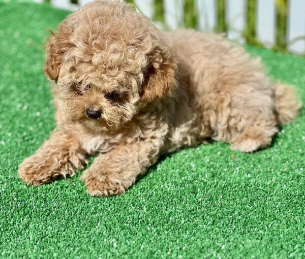 Harold Maltipoo Harold Maltipoo