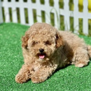 Harold Maltipoo Harold Maltipoo