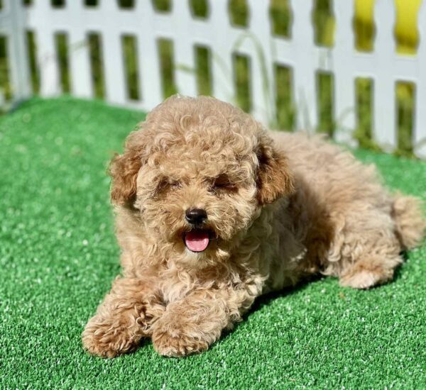 Harold Maltipoo Harold Maltipoo