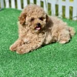 Harold-male-maltipoo-puppy-for-sale-1 (4)