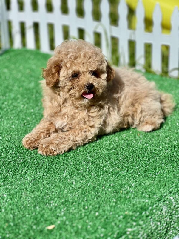 Harold Maltipoo Harold Maltipoo