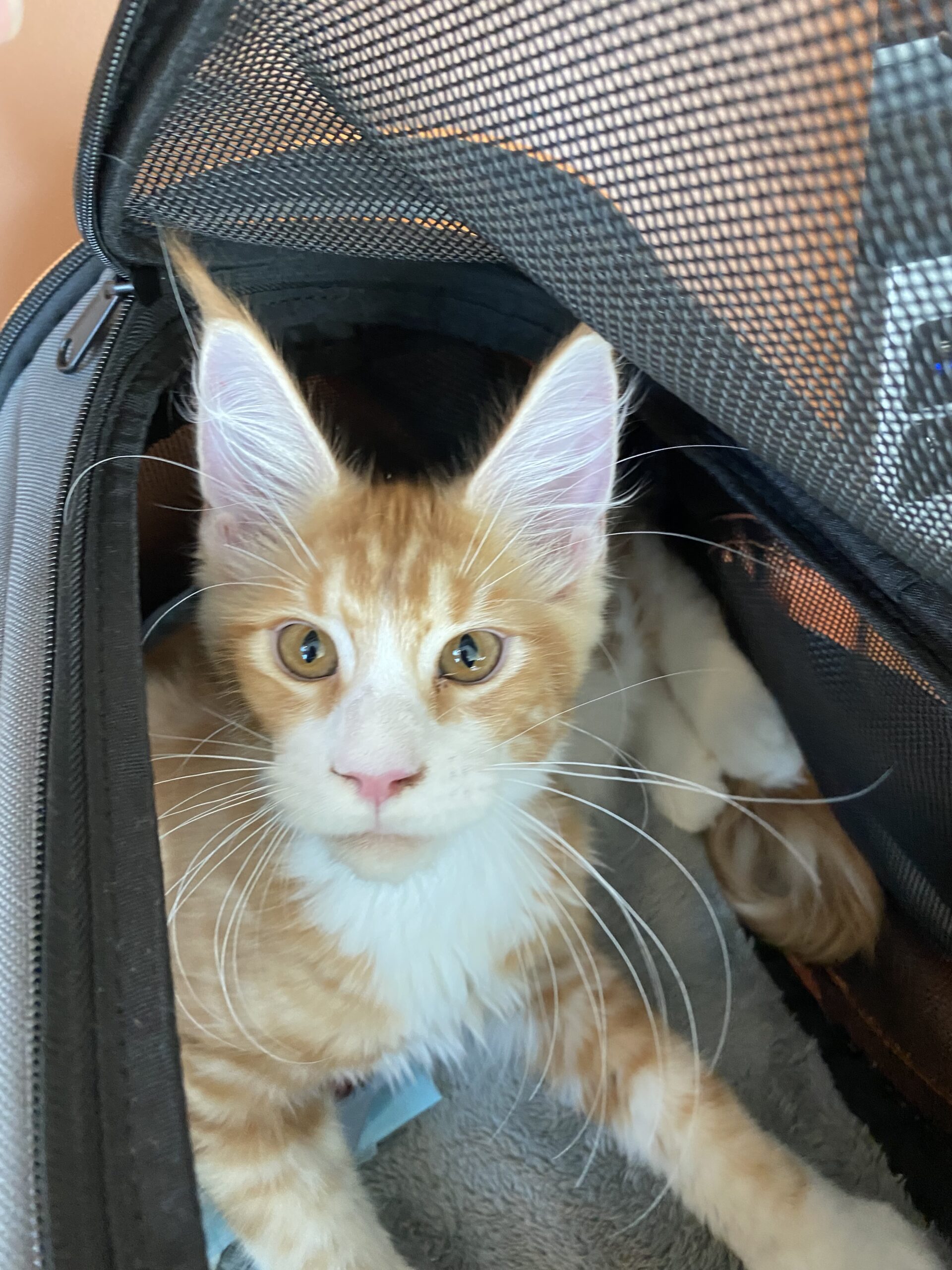EU Pet Passports